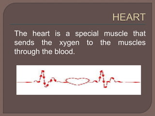 The heart is a special muscle that 
sends the xygen to the muscles 
through the blood. 
 