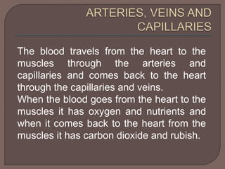 The blood travels from the heart to the 
muscles through the arteries and 
capillaries and comes back to the heart 
through the capillaries and veins. 
When the blood goes from the heart to the 
muscles it has oxygen and nutrients and 
when it comes back to the heart from the 
muscles it has carbon dioxide and rubish. 
 