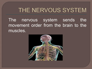 The nervous system sends the 
movement order from the brain to the 
muscles. 
 