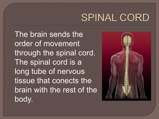 The brain sends the 
order of movement 
through the spinal cord. 
The spinal cord is a 
long tube of nervous 
tissue that conects the 
brain with the rest of the 
body. 
 