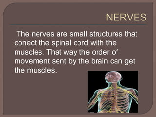 The nerves are small structures that 
conect the spinal cord with the 
muscles. That way the order of 
movement sent by the brain can get 
the muscles. 
 