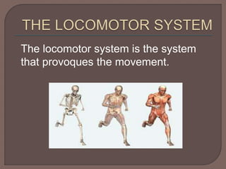The locomotor system is the system 
that provoques the movement. 
 
