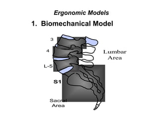 3
4
L-5
S1
Sacral
Area
Lumbar
Area
1. Biomechanical Model
Ergonomic Models
 