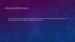 CÉLULAS EPITELIALES
• La presencia de células epiteliales se asocia con el grado de deterioro del tejido aunque la mayoría de
las células reportadas son debido a la descamación normal.
 