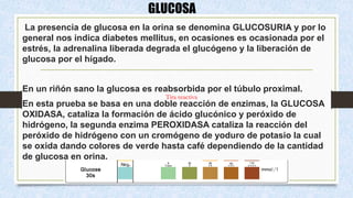 GLUCOSA
La presencia de glucosa en la orina se denomina GLUCOSURIA y por lo
general nos indica diabetes mellitus, en ocasiones es ocasionada por el
estrés, la adrenalina liberada degrada el glucógeno y la liberación de
glucosa por el hígado.
En un riñón sano la glucosa es reabsorbida por el túbulo proximal.
En esta prueba se basa en una doble reacción de enzimas, la GLUCOSA
OXIDASA, cataliza la formación de ácido glucónico y peróxido de
hidrógeno, la segunda enzima PEROXIDASA cataliza la reacción del
peróxido de hidrógeno con un cromógeno de yoduro de potasio la cual
se oxida dando colores de verde hasta café dependiendo de la cantidad
de glucosa en orina.
Tira reactiva
 