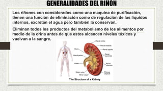 GENERALIDADES DEL RIÑÓN
Los riñones con considerados como una maquina de purificación,
tienen una función de eliminación como de regulación de los líquidos
internos, excretan el agua pero también la conservan.
Eliminan todos los productos del metabolismo de los alimentos por
medio de la orina antes de que estos alcancen niveles tóxicos y
vuelvan a la sangre.
 