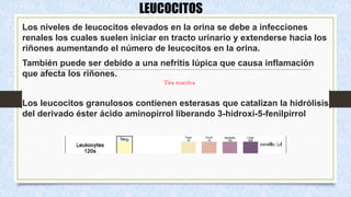 LEUCOCITOS
Los niveles de leucocitos elevados en la orina se debe a infecciones
renales los cuales suelen iniciar en tracto urinario y extenderse hacia los
riñones aumentando el número de leucocitos en la orina.
También puede ser debido a una nefritis lúpica que causa inflamación
que afecta los riñones.
Los leucocitos granulosos contienen esterasas que catalizan la hidrólisis
del derivado éster ácido aminopirrol liberando 3-hidroxi-5-fenilpirrol
Tira reactiva
 