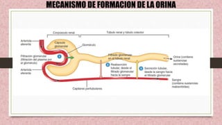 MECANISMO DE FORMACION DE LA ORINA
 