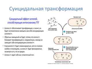 Эгоистичный ген | PPT