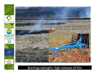Burnings+ploughs:
Burnings+ploughs: High releases of CO2   17
 