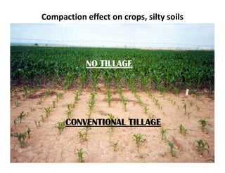 Compaction effect on crops, silty soils




            NO TILLAGE




      CONVENTIONAL TILLAGE
 