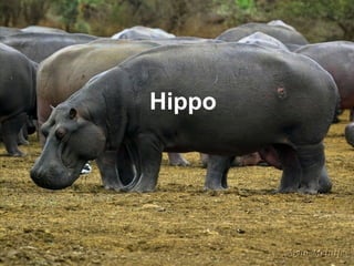 Hippo
 