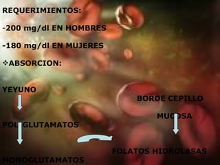 REQUERIMIENTOS: 200 mg/dl EN HOMBRES -180 mg/dl EN MUJERES ABSORCION:  YEYUNO BORDE CEPILLO  MUCOSA POLIGLUTAMATOS FOLATOS HIDROLASAS MONOGLUTAMATOS  