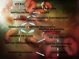 HEPTOCORINA VIT B12 SALIVA ACIDOS Y PEPTINA DUODENO ENZIMAS PANCREATICAS (HIDROLIZA) COBALAMINA + FACTOR INTRINSECO PROTEGE DE ENZIMAS PROTEOLITICAS ABSORBE EN ILEON FACTOR INTRNSECO B12 CEL ENTERICAS FACTOR INTRINSECO DEGRADADO COBALAMINA CIRCULACION PORTAL TRANSCOBALAMINA II 