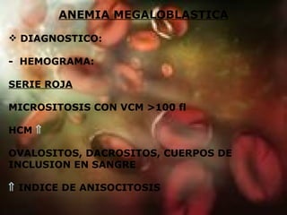 ANEMIA MEGALOBLASTICA DIAGNOSTICO: -  HEMOGRAMA: SERIE ROJA MICROSITOSIS CON VCM >100 fl HCM     OVALOSITOS, DACROSITOS, CUERPOS DE INCLUSION EN SANGRE    INDICE DE ANISOCITOSIS 