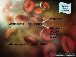 Citoplasma   Fe+ reduc  Oxidado  Cupro proteina Hephestina Plasma SLCA3 Ferroportina I MTPI Almacenada  como ferritina Disorders of Iron Metabolism  published: N  Engl  J Med 2000;342(5):364.   