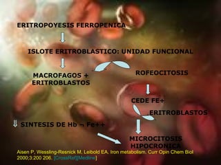 ISLOTE ERITROBLASTICO: UNIDAD FUNCIONAL ERITROPOYESIS FERROPENICA MACROFAGOS + ERITROBLASTOS ROFEOCITOSIS CEDE FE+    SINTESIS DE Hb  ¬ Fe++ ERITROBLASTOS MICROCITOSIS HIPOCRONICA Aisen P, Wessling-Resnick M, Leibold EA. Iron metabolism. Curr Opin Chem Biol 2000;3:200 206.  [ CrossRef] [Medline ]   