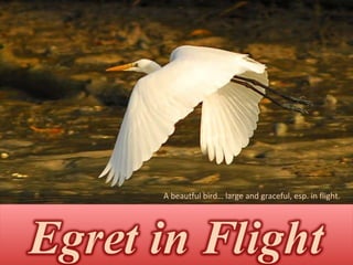 A beautful bird… large and graceful, esp. in flight. 