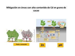 Aportes para el manejo de Cd en cacao