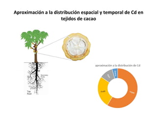 Aportes para el manejo de Cd en cacao