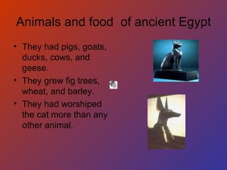 Animals and food  of ancient Egypt They had pigs, goats, ducks, cows, and geese. They grew fig trees, wheat, and barley. They had worshiped the cat more than any other animal. 