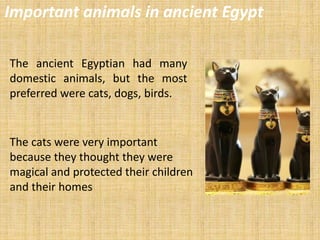 Important animals in ancient Egypt
The ancient Egyptian had many
domestic animals, but the most
preferred were cats, dogs, birds.
The cats were very important
because they thought they were
magical and protected their children
and their homes
 