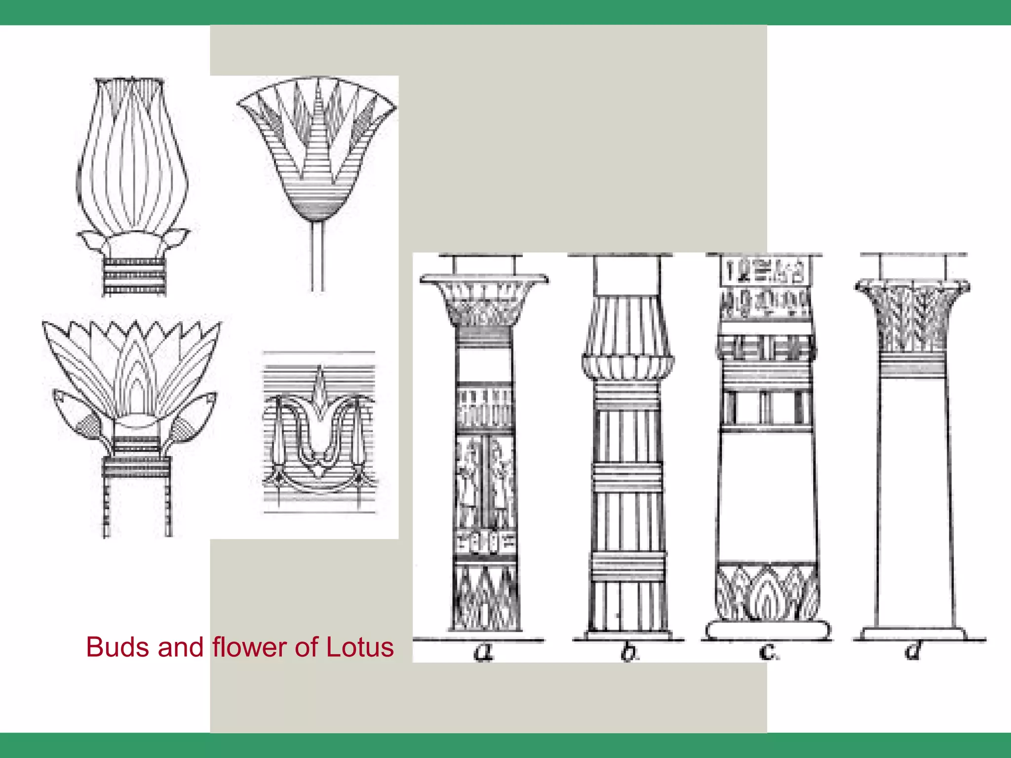 Buds and flower of Lotus
 