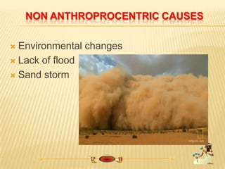 NON ANTHROPROCENTRIC CAUSES
 Environmental changes
 Lack of flood
 Sand storm
 