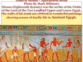 Tomb of Menna – Agricultural ScenePhoto By Mark MillmoreMenna (Eighteenth dynasty) was the scribe of the Fields of the Lord of the Two Lands of Upper and Lower Egypt. The walls of his tomb are covered in wonderful paintings showing scenes of daylily life in Ancient Egypt.