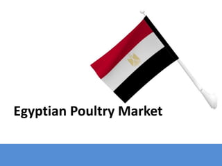 Egyptian Poultry Market
 