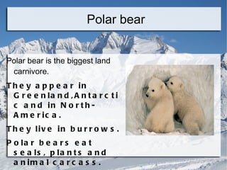 Polar bear Polar bear is the biggest land carnivore.