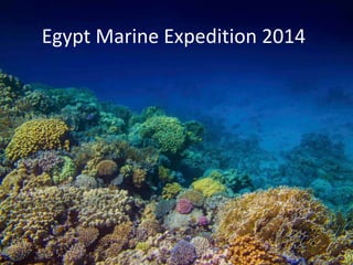 Egypt Marine Expedition 2014
 