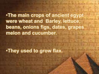 •The main crops of ancient egypt
were wheat and Barley, lettuce,
beans, onions figs, dates, grapes
melon and cucumber.
•They used to grow flax.
 