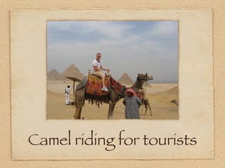 Camel riding for tourists