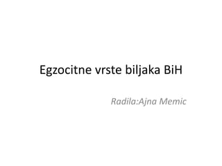 Egzocitne vrste biljaka BiH
Radila:Ajna Memic
 