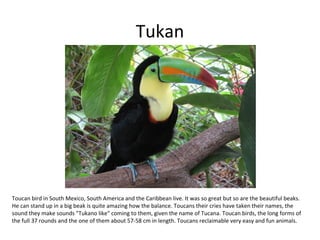 Tukan




Toucan bird in South Mexico, South America and the Caribbean live. It was so great but so are the beautiful beaks.
He can stand up in a big beak is quite amazing how the balance. Toucans their cries have taken their names, the
sound they make sounds "Tukano like" coming to them, given the name of Tucana. Toucan birds, the long forms of
the full 37 rounds and the one of them about 57-58 cm in length. Toucans reclaimable very easy and fun animals.
 