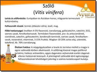 Szőlő
(Vitis vinifera)
Leírás és előfordulás: Európában és Ázsiában honos, világszerte termesztett
kultúrnövény.
Felhasznált részek: termés (étkezési célra), levél, mag.
Főbb hatóanyagai: levélben 4-5% flavonoid, cserzőanyag, gallocatechin, catechin, ECG,
szerves savak, fenolkarbonsavak. Termésben flavonoidok, pro- és antocianidinek,
cianidinek, catechin, gallocatechin, kondenzált tanninok, szerves savak, fenolkarbonsavak, rezveratrol, vitaminok, 3-15% fruktóz. Magban 10-20% zsíros olaj, szterolok,
tokoferol, kb. 70% cserzőanyag.
Élettani hatása: A népgyógyászatban a levele és termése mellett a magja is
egyre szélesebb körben alkalmazott. A szőlőmag-kivonat magas polifenol
tartalmú, hatásos antioxidáns, egyes daganatos sejtvonalak esetén daganatellenes hatásúnak bizonyult. A jelenleginél szélesebb körű egészségügyi
felhasználásának lehetőségeit jelenleg is számos kutatócsoport kutatja.

 