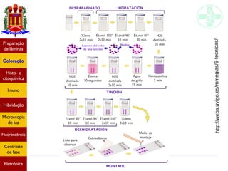 Métodos de estudo em histologia
Preparação
de lâminas
Coloração
Histo- e
citoquímica
Imuno
Hibridação
Microscopia
de luz
Fluorescência
Contraste
de fase
Eletrônica
http://webs.uvigo.es/mmegias/6-tecnicas/
 