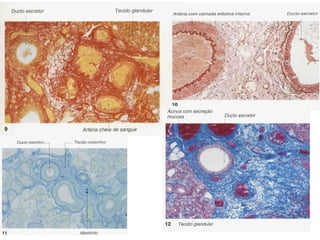 Métodos de estudo em histologia
 