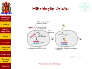 Métodos de estudo em histologia
Hibridação in situ
Preparação
de lâminas
Coloração
Histo- e
citoquímica
Imuno
Hibridação
Microscopia
de luz
Fluorescência
Contraste
de fase
Eletrônica
 
