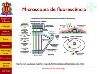 Métodos de estudo em histologia
Microscopia de fluorescência
Preparação
de lâminas
Coloração
Histo- e
citoquímica
Imuno
Hibridação
Microscopia
de luz
Fluorescência
Contraste
de fase
Eletrônica
http://zeiss-campus.magnet.fsu.edu/articles/basics/fluorescence.html
 