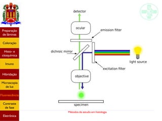 Métodos de estudo em histologia
Preparação
de lâminas
Coloração
Histo- e
citoquímica
Imuno
Hibridação
Microscopia
de luz
Fluorescência
Contraste
de fase
Eletrônica
 