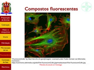 Métodos de estudo em histologia
Compostos fluorescentes
Preparação
de lâminas
Coloração
Histo- e
citoquímica
Imuno
Hibridação
Microscopia
de luz
Fluorescência
Contraste
de fase
Eletrônica
"FluorescentCells" by http://rsb.info.nih.gov/ij/images/. Licensed under Public Domain via Wikimedia
Commons -
https://commons.wikimedia.org/wiki/File:FluorescentCells.jpg#mediaviewer/File:FluorescentCells.jpg
 