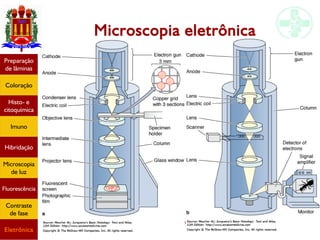 Métodos de estudo em histologia
Microscopia eletrônica
Preparação
de lâminas
Coloração
Histo- e
citoquímica
Imuno
Hibridação
Microscopia
de luz
Fluorescência
Contraste
de fase
Eletrônica
 
