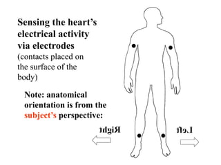 A brief introduction to the standard 12-lead ECG (EKG) | PPT