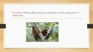 • Fruit Bat of Pteropodidae family are considered to be the natural host of
Ebola virus
 