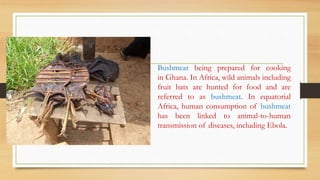 Bushmeat being prepared for cooking
in Ghana. In Africa, wild animals including
fruit bats are hunted for food and are
referred to as bushmeat. In equatorial
Africa, human consumption of bushmeat
has been linked to animal-to-human
transmission of diseases, including Ebola.
 