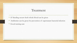 Treatment
• If bleeding occurs fresh whole blood can be given
• Antibiotics can be given for prevention of supernatant bacterial infection
• Good nursing care
 