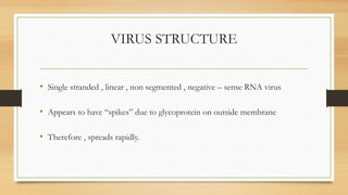 VIRUS STRUCTURE
• Single stranded , linear , non segmented , negative – sense RNA virus
• Appears to have “spikes” due to glycoprotein on outside membrane
• Therefore , spreads rapidly.
 