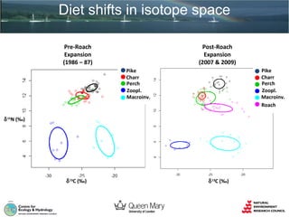 Diet shifts in isotope space
Pre-Roach
Expansion
(1986 – 87)

Post-Roach
Expansion
(2007 & 2009)
Pike
Charr
Perch
Zoopl.
Macroinv.
Roach

Pike
Charr
Perch
Zoopl.
Macroinv.

δ 15N (‰)

δ 13C (‰)

δ 13C (‰)

 